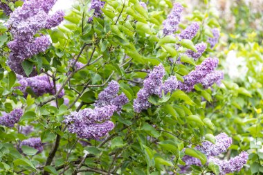Bahar bahçesinde mis kokulu mor leylak çiçeklerine yakın.