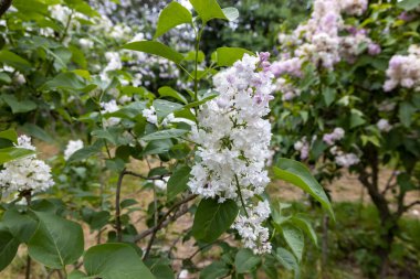 Bahar bahçesinde beyaz leylaklar çiçek açar.