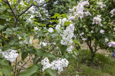 Bahar bahçesindeki çalılıklarda beyaz leylak çiçekleri.