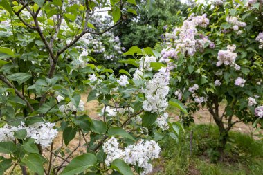 Bahçe çalılarında bahar günışığında beyaz leylak çiçekleri açar.