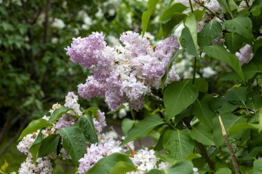 Bahar bahçesinde yağmur damlalarıyla leylak çiçek açar.