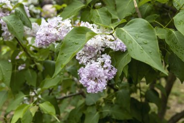 Bahar bahçesinde yağmur damlalarıyla leylak çiçek açar.
