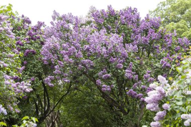 Çiçekli bahar bahçesinde mor leylak kemer.
