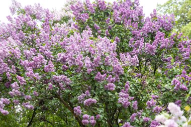 Bahar baharı bahçesinde açan mor leylak çalısı