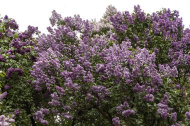 Bulutlu bahar gününde bahçede çiçek açan leylak çalısı.