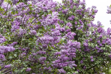 İlkbaharda açan mor leylak çiçekleri