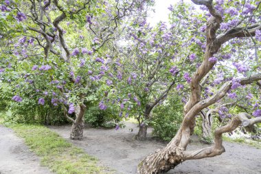 Bahar bahçesinde açan kıvrık leylak ağaçları.