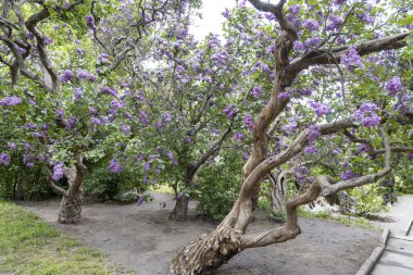 Bahar bahçesinde kıvrık gövdeli çiçek açan leylak ağaçları.