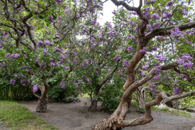 İlkbaharda parkta açan kıvrık leylak ağaçları.