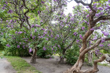 Bahar bahçesinde buruşuk gövdeli leylak ağaçları