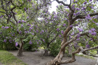 İlkbahar parkında gürleyen leylak ağaçları