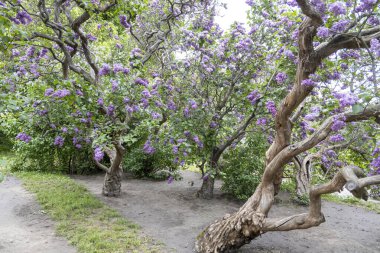 Bahar bahçesinde açan kıvrık leylak ağaçları.
