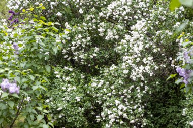 Baharda açan beyaz leylak çalısı.