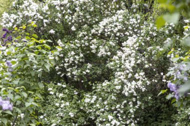 Beyaz leylak çalısı ilkbaharda çiçek açar.