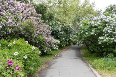 Bahçe yolu çiçek açan leylak çalılarıyla dolu.