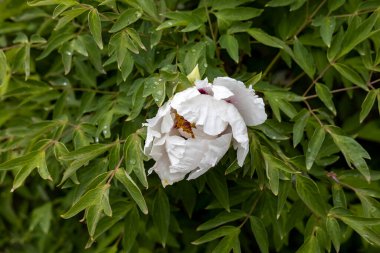 Bahar bahçesinde beyaz şakayık çiçekleri ve yağmur damlaları