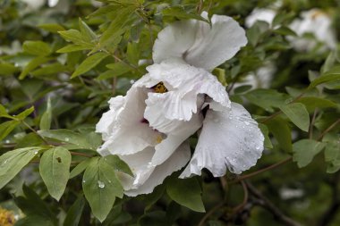 Bahar bahçesinde yağmur damlaları olan beyaz şakayığın Macro yakın çekimi