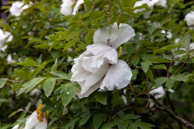 Bahar bahçesinde yağmur damlalarıyla beyaz şakayık çiçekleri
