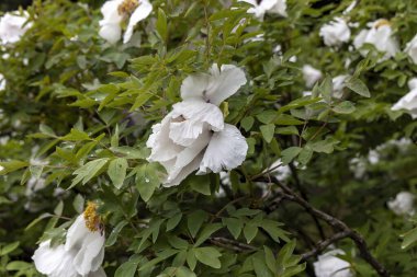 Yapraklı bahçede yağmur damlalarıyla beyaz şakayık çiçekleri.