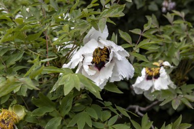 Bahçede yağmurdan sonra yağan beyaz şakayık çiçeği