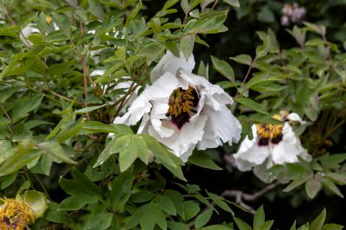Beyaz şakayık çiçeği, yağmur damlaları bahçesine yakın.