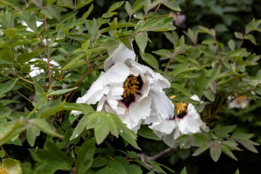 Bahar bahçesinde yağmur damlalarıyla beyaz şakayık çiçekleri