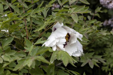 Bahçede yağmur damlaları olan beyaz şakayık.