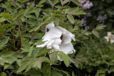 Bahar bahçesinde yağmur damlalarıyla beyaz şakayık çiçeklerini kapatın.
