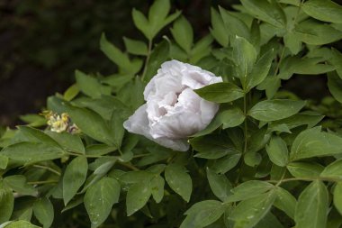 Bahçedeki beyaz şakayık tomurcuğuna yakın çekim