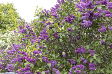 Bahar bahçesinde açan canlı mor leylak çalısı.