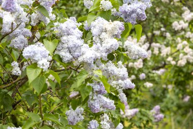 Bahar bahçesinde leylak çiçekleri Yumuşak gün ışığında çalılar