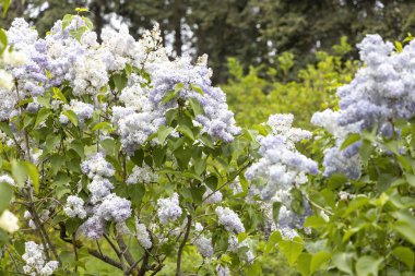 Bahar bahçesinde soluk mor leylak çiçekleri