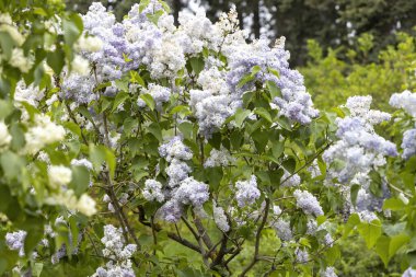 Bahar baharı bahçesinde çiçek açan leylak çalısı.
