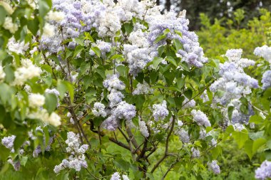 Bahar bahçesinde pastel çiçeklerle açan leylak çalısı.
