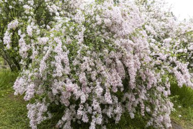 Bahar bahçesinde çiçek açan pembe leylak çalısı
