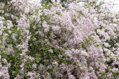 Bahar bahçesinde sık açan soluk pembe leylak çalıları