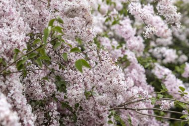 Bahar bahçesinde pembe leylak çiçeklerinin yakın çekimi