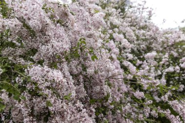 Bahar bahçesinde yoğun leylak çiçekleri yumuşak ışık altında