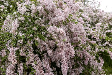Bahar bahçesinde solgun çiçekleri olan gür leylak çalıları.