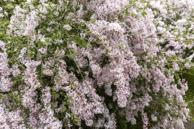 Bahar bahçesinde çağlayan leylak çiçeklerine yakın dur.