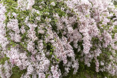 Bahçeyi kaplayan açık pembe leylak çiçekleri.