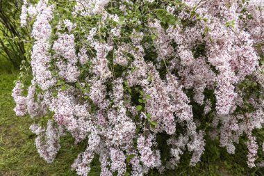 Bahar bahçesinde çağlayan pembe leylak çiçekleri