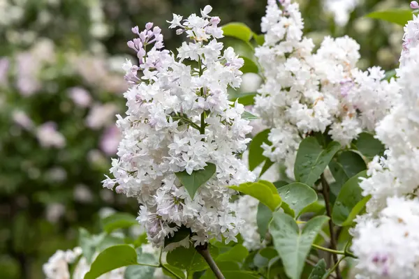 Bahar bahçesinde beyaz leylak çiçekleri.