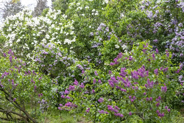 Bahar bahçesinde çiçek açan gür leylak çalıları.