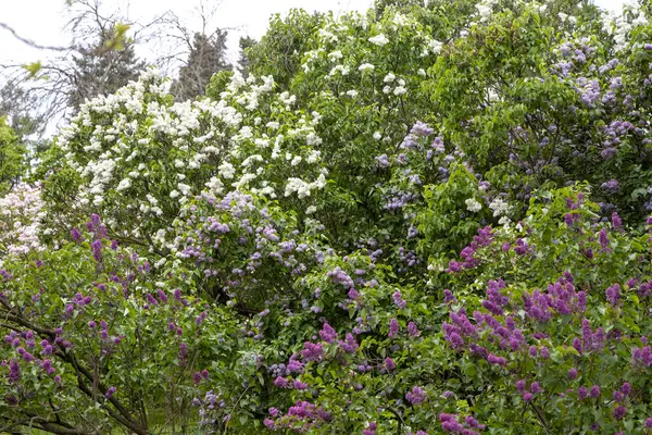 Açık havada bahar çiçekleri açan renkli leylak çalıları.