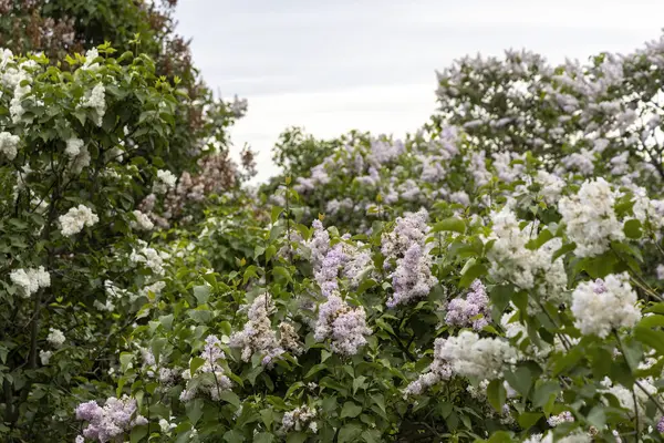 Bahar bahçesinde bulutlu gökyüzünün altında açan leylak çalılar.