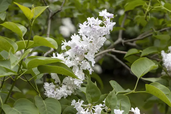 Bahar bahçesinde beyaz leylak çiçekleri.