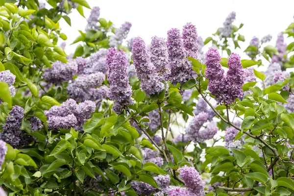 Bahçe bahçesinde bahar günışığında lavanta çiçekleri açar.