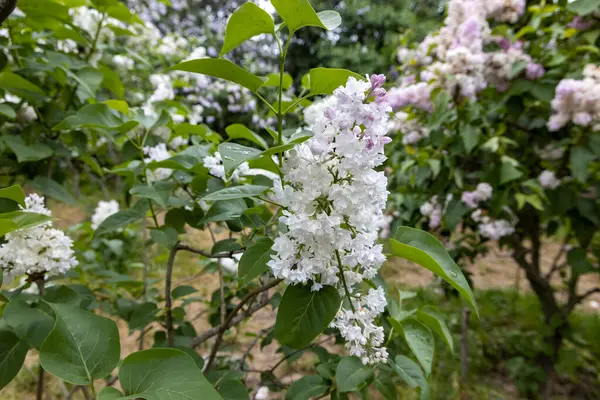 Bahar bahçesinde beyaz leylaklar çiçek açar.