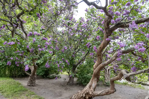 Bahar bahçesinde buruşuk gövdeli leylak ağaçları